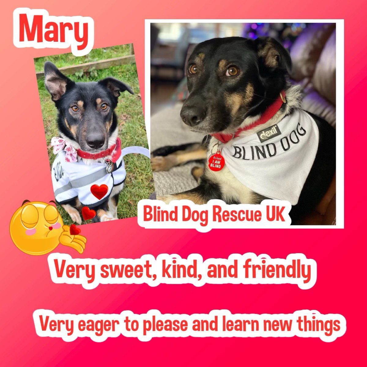 #forgottensoulshour MARY is a lovely older girl (5yrs) who will make a smashing companion for a retired couple or solo person, those who like to go on lovely walks &amp; have some adventures. She just wants to please &amp; is incredibly sweet. Mary would like to be your only companion &amp;