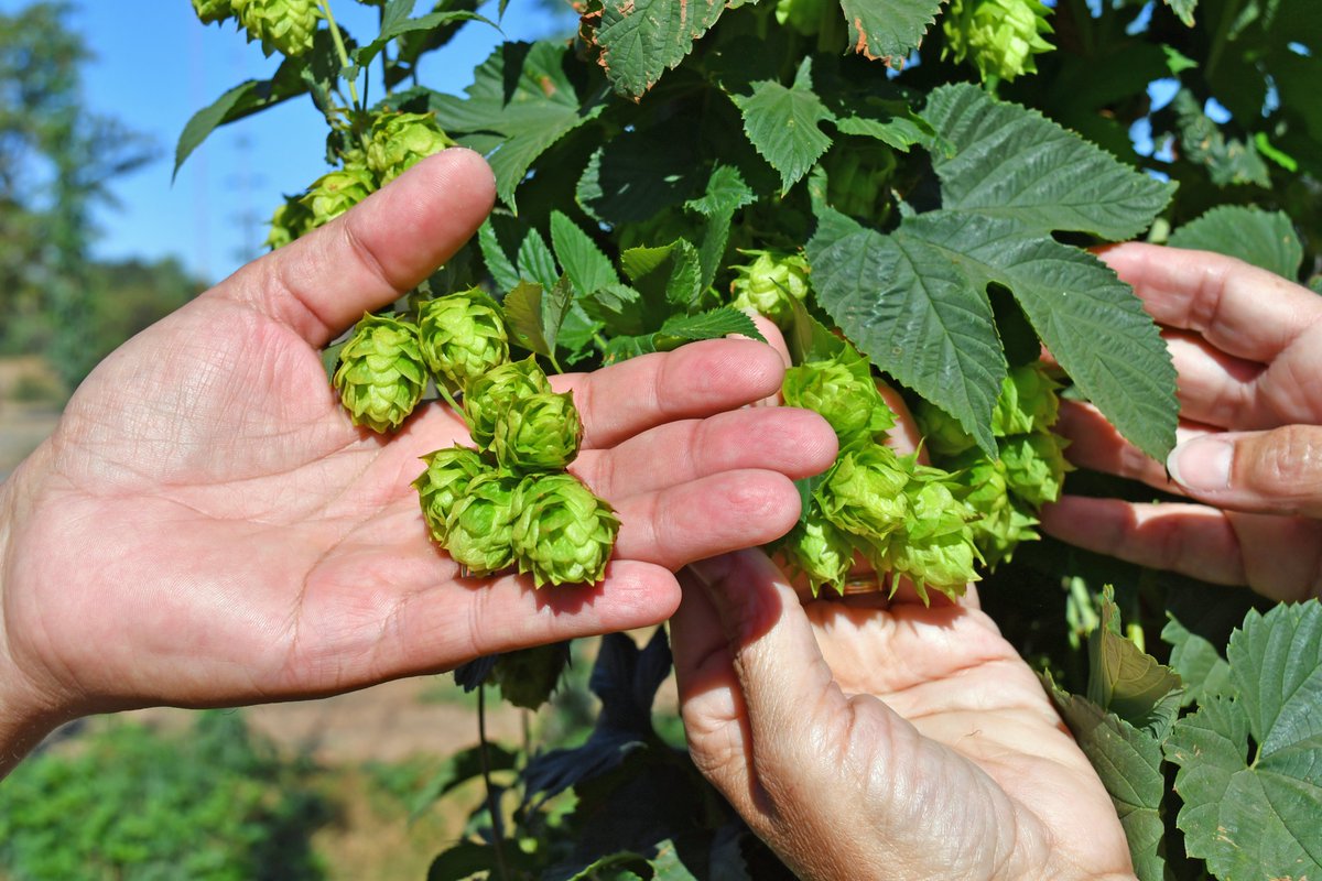 Vicky Boyd (@agwritervlboyd) on Twitter photo Got a crash course in growing #hops (very labor intensive crop). I also put to use a hops webinar <a href="/AginArk/">UA System Div of Ag</a> hosted a few years ago. Got a crash course in growing #hops (very labor intensive crop). I also put to use a hops webinar <a href="/AginArk/">UA System Div of Ag</a> hosted a few years ago.