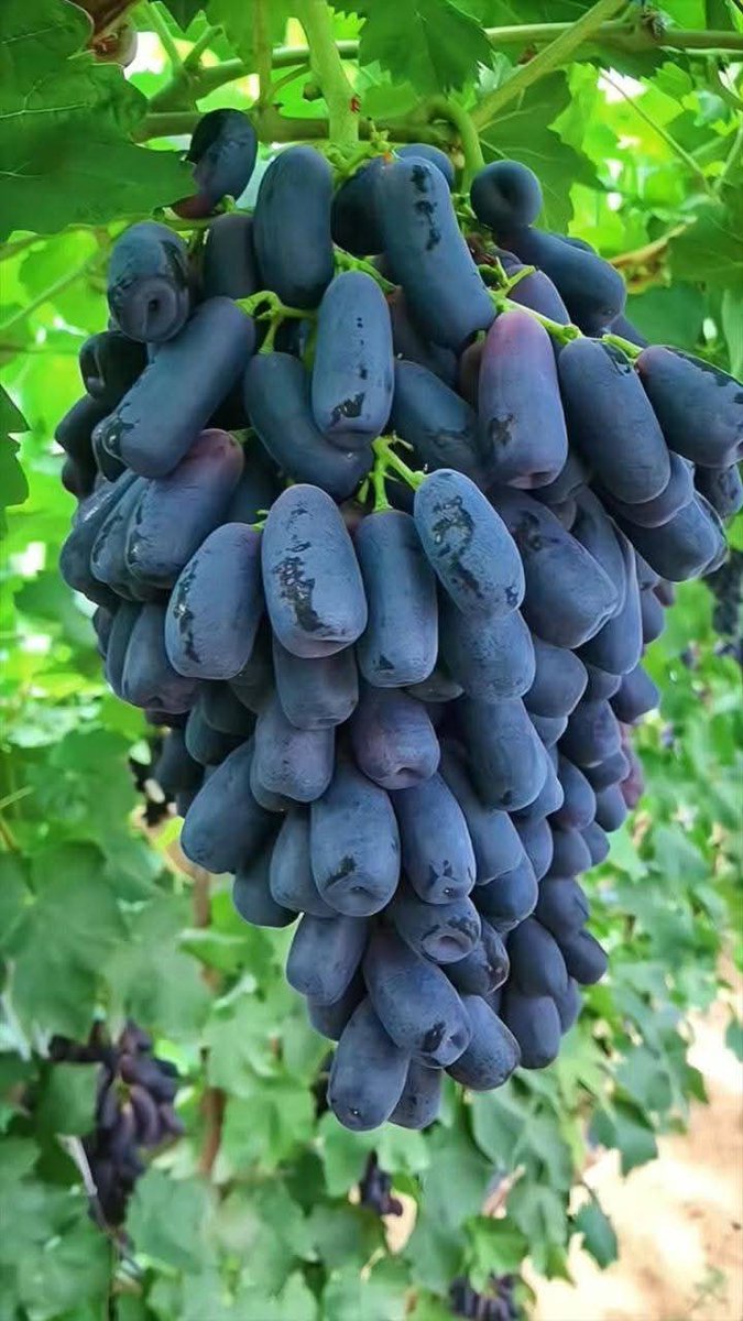بفضل الله نجحت أول تجربة لزراعة عنب الياقوت في اليمن، وذلك في مديرية بني حشيش بمحافظة صنعاء… خطوة مبشّرة نحو تنمية زراعية وطنية.