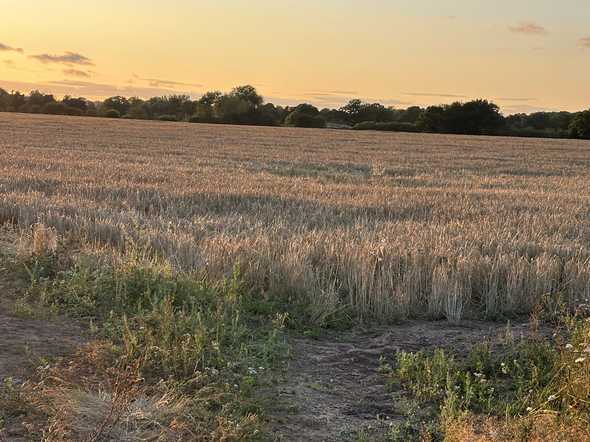 Loving my evening walks
