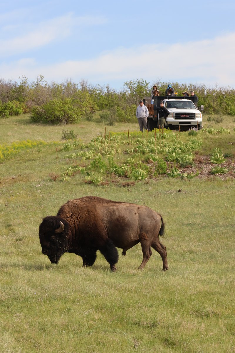 🦬 It’s National Bison Month! 🦬 
Earlier this year, our Colorado Field Conservation team visited Daniels Park to check on one of the last genetically pure bison herds in the West. Working with partners like Denver Mountain Parks, Highlands Ranch Backcountry Wilderness Area,