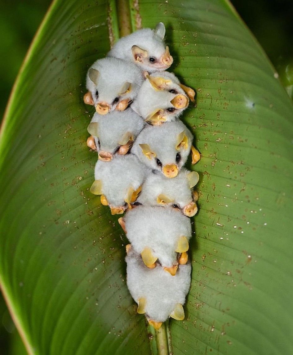 white baby bats in a banana leaf