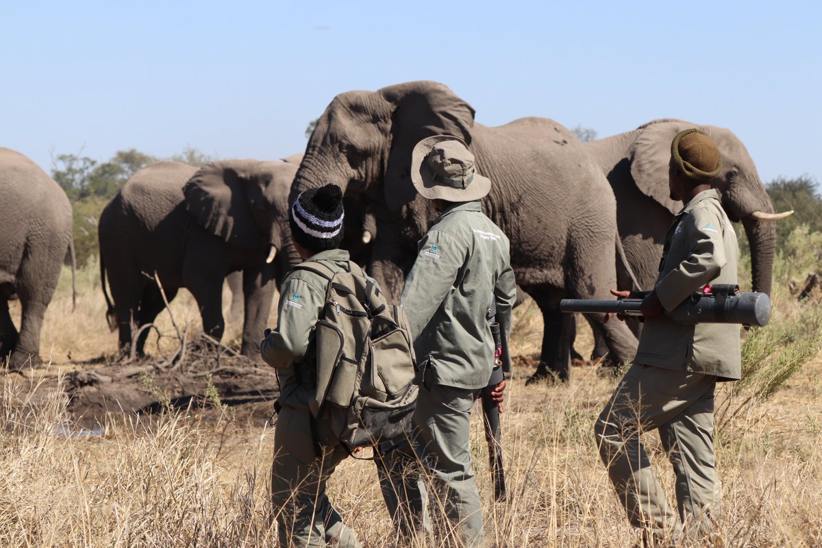 FAOBotswana's tweet photo. Today on #WorldRangerDay, we salute the #SWMProgramme community wildlife scouts in Habu, #Botswana for their unwavering dedication to protecting wildlife and promoting peaceful coexistence between people and nature. #CommunityConservancy #Coexistence https://t.co/U2zh6cwsBX