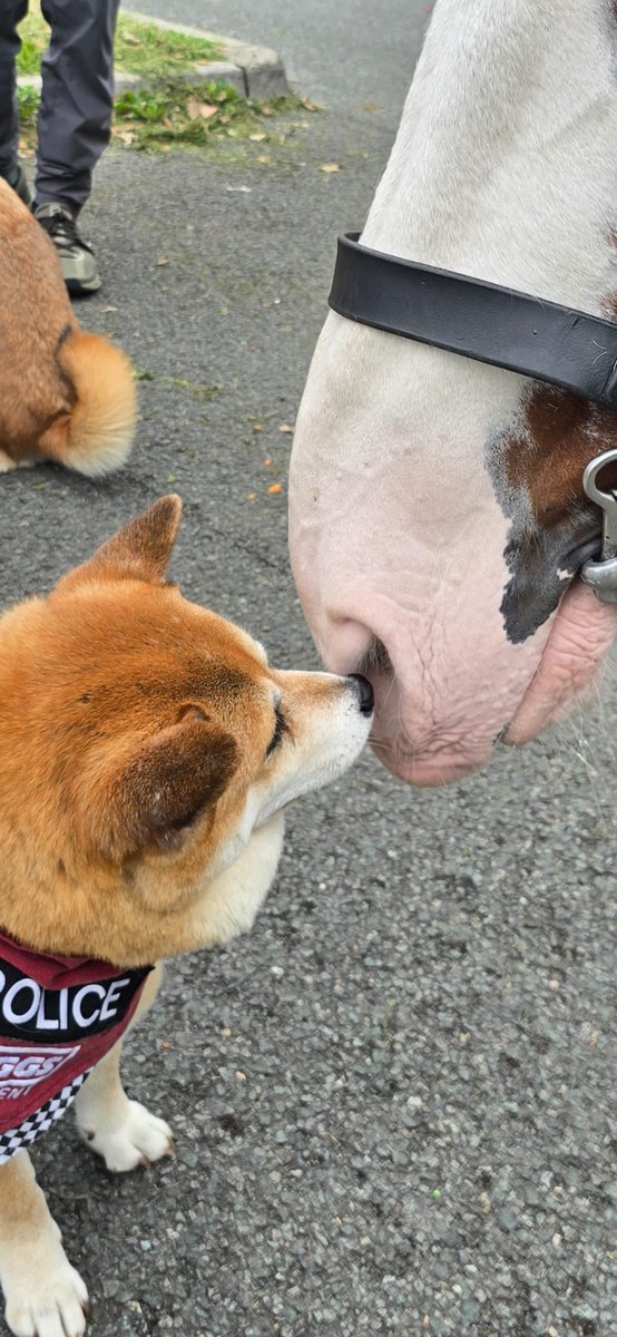 Karen jones (@almolka) on Twitter photo Fabulous day with <a href="/MerPolMounted/">Mer Pol Mounted</a> at the <a href="/DaisyInclusive/">Daisy Inclusive UK</a> Daisy mist games . pics to follow of riot and Albie โค๏ธ
Here is riot and beautiful Beau pics courtesy of Jason from Armed Response โค๏ธ ๐พ xx #standtall #Beau #riot ๐ ๐พ xx Fabulous day with <a href="/MerPolMounted/">Mer Pol Mounted</a> at the <a href="/DaisyInclusive/">Daisy Inclusive UK</a> Daisy mist games . pics to follow of riot and Albie โค๏ธ
Here is riot and beautiful Beau pics courtesy of Jason from Armed Response โค๏ธ ๐พ xx #standtall #Beau #riot ๐ ๐พ xx