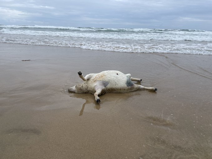 An update on the sheep: bbc.co.uk/news/articles/…