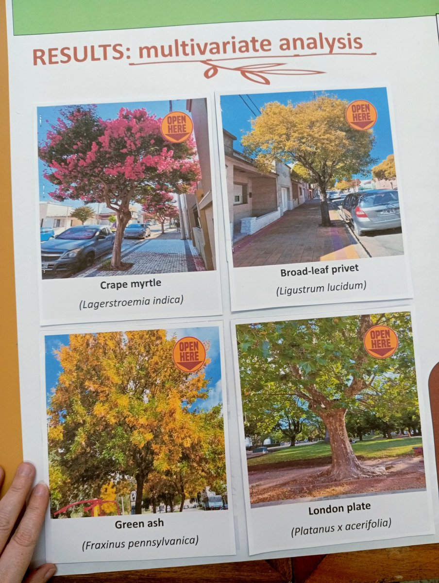 Hoy tuvimos mañana de manualidades para armar un póster interactivo (con varias ventanitas😃) para la próxima #RAFV2025 . Presentaremos resultados (charla y póster) de fisio en árboles urbanos. 🌳🏙️
¡¡Nos vemos en Mardel!!!
<a href="/SocArgFisVeg/">Sociedad Argentina de Fisiología Vegetal</a> 
<a href="/Conicetmdp/">CONICET Mar Del Plata</a> <a href="/INTAtandilCM/">INTATandil</a>