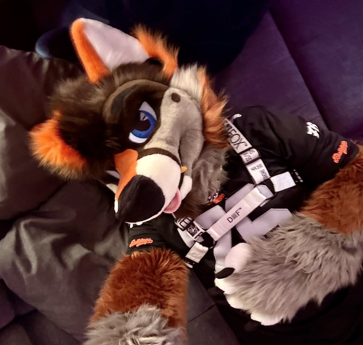 Headpats n belly rubs pls?🙏