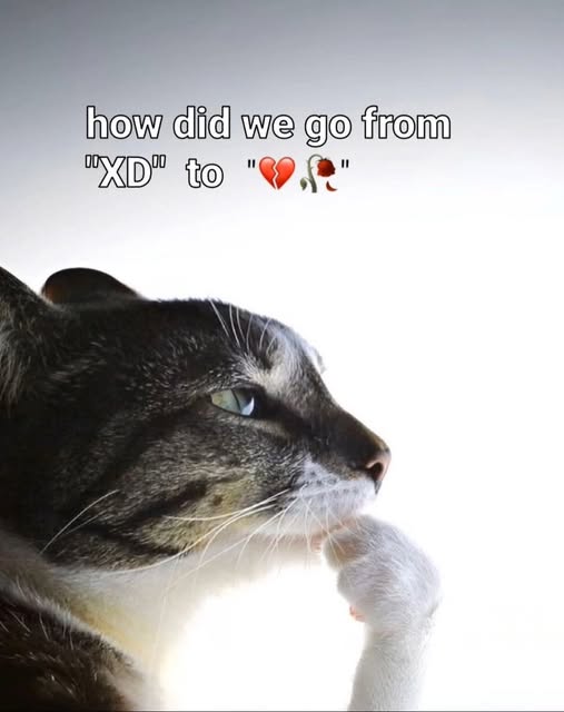 star 💫 tweet media