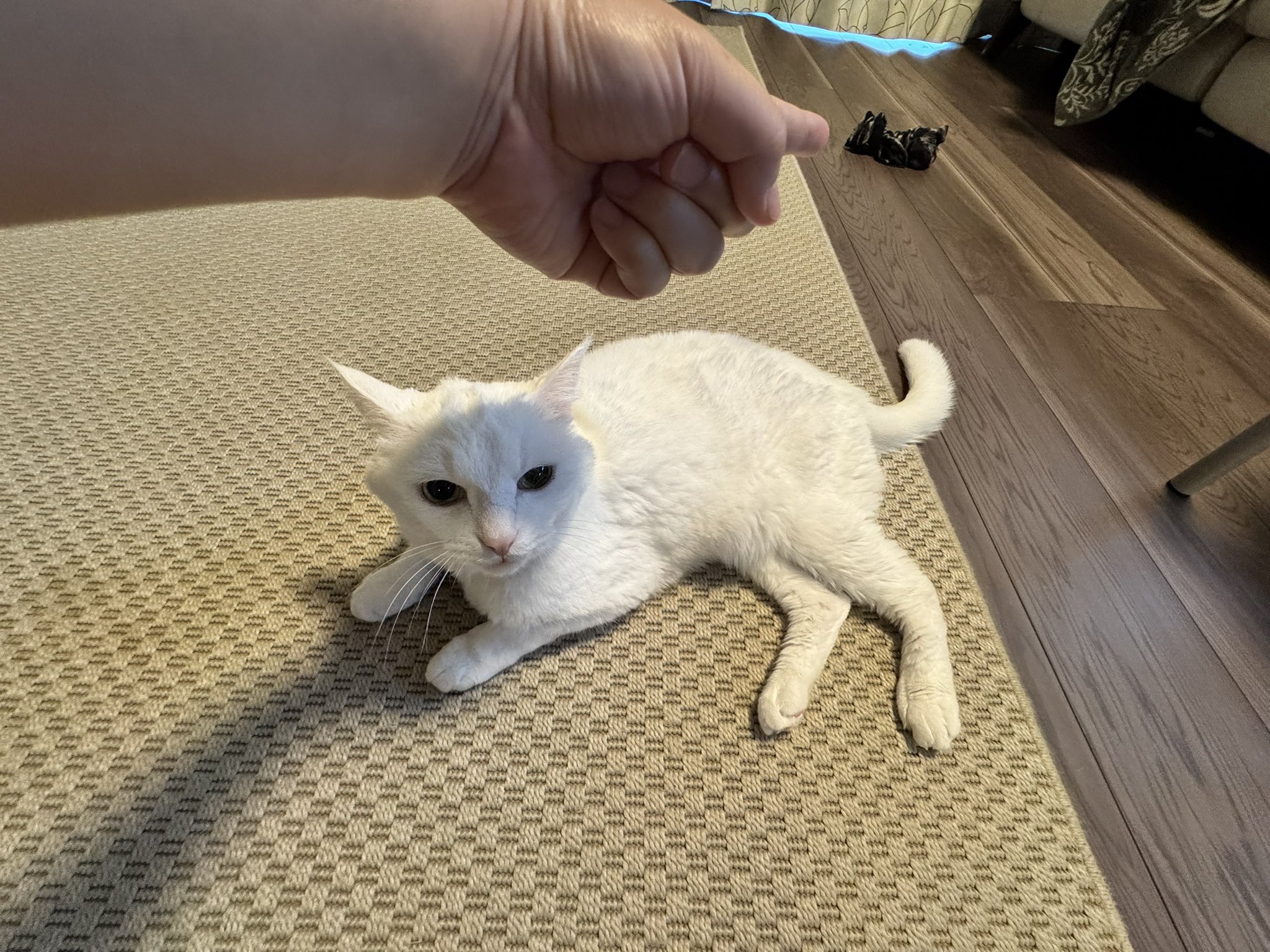 ねこハチ様 4523251033147_0.jpg