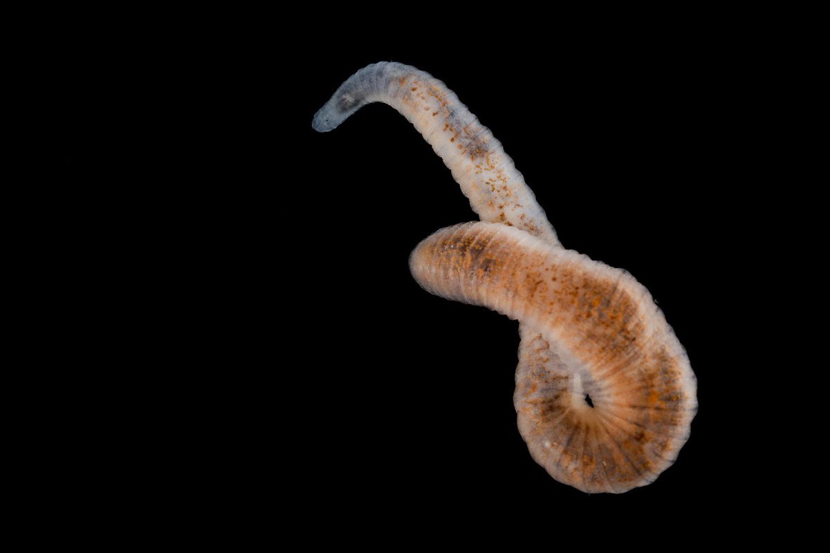 Carlos Lasso tweet media