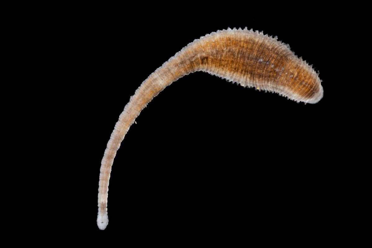 Carlos Lasso tweet media