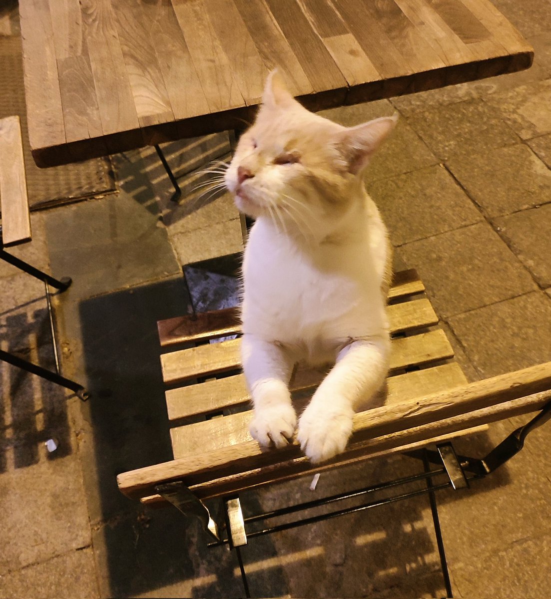 Bugün iki gözü de kör kedi bırakılmış sokağa. Yuva arıyorum. Erkek.  
Beyoğlu