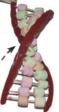 LearnGenetics's tweet image. @LearnGenetics is at @craftlakecity Aug 8-10! We&apos;re bringing Anomalocaris t-shirts, bacteria stickers, and take-home  activity kits.
See you at the GFiber STEM building!
#scicomm #publicengagement #CraftLakeCity