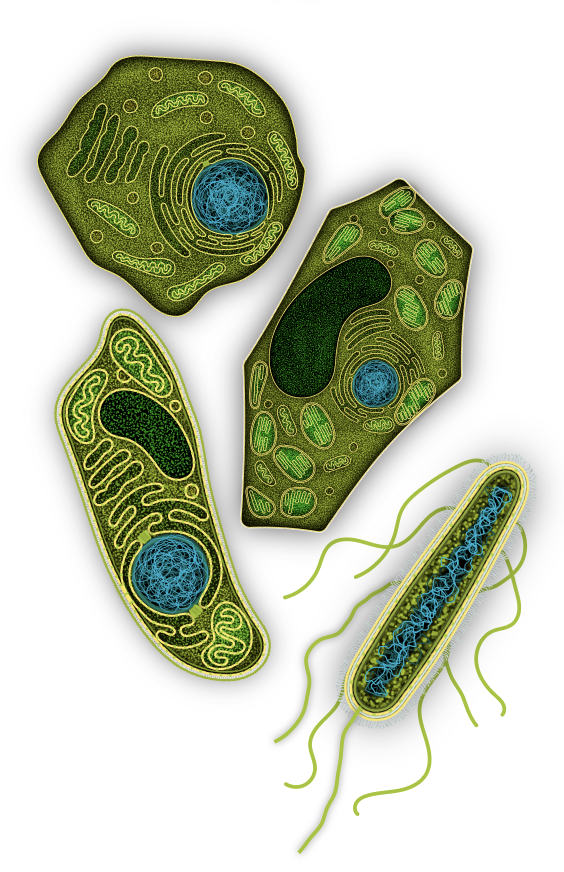 GSLC Learn.Genetics (@learngenetics) on Twitter photo <a href="/LearnGenetics/">GSLC Learn.Genetics</a> is at <a href="/craftlakecity/">Craft Lake City</a> Aug 8-10! We're bringing Anomalocaris t-shirts, bacteria stickers, and take-home activity kits.
See you at the GFiber STEM building!
#scicomm #publicengagement #CraftLakeCity <a href="/LearnGenetics/">GSLC Learn.Genetics</a> is at <a href="/craftlakecity/">Craft Lake City</a> Aug 8-10! We're bringing Anomalocaris t-shirts, bacteria stickers, and take-home activity kits.
See you at the GFiber STEM building!
#scicomm #publicengagement #CraftLakeCity