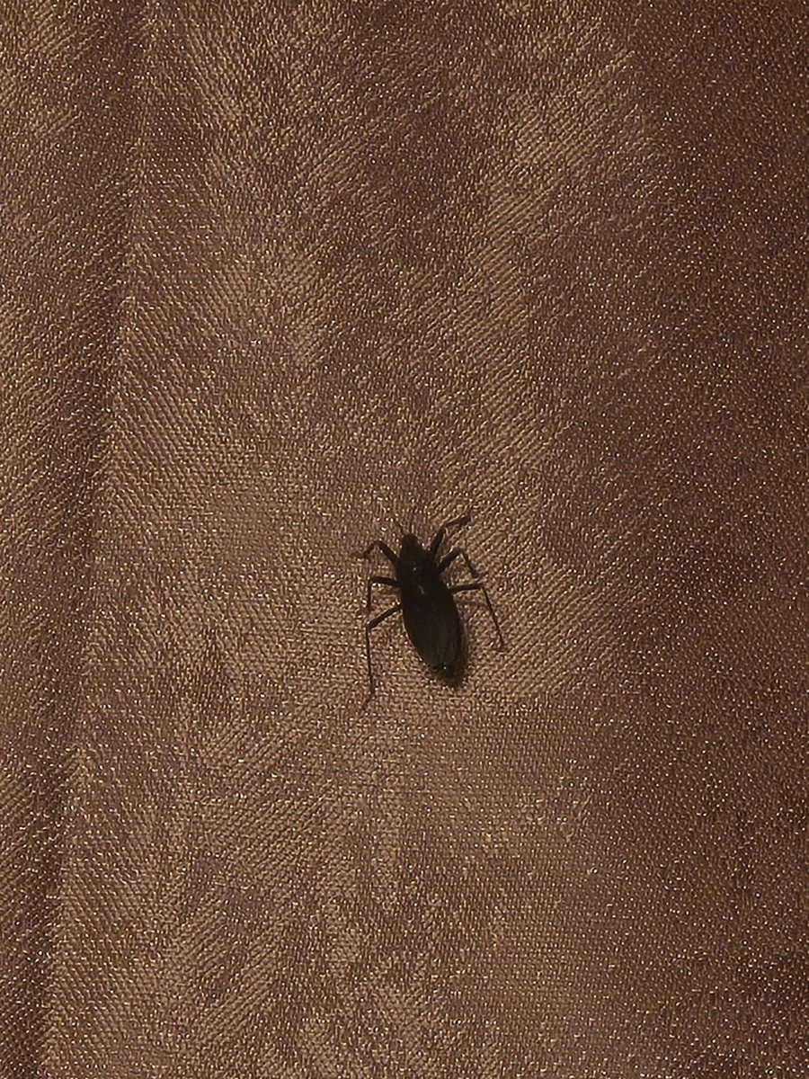 Инфаркт вечера: вот такая хцйня сидела у меня на шторе. Кто это такой вообще??