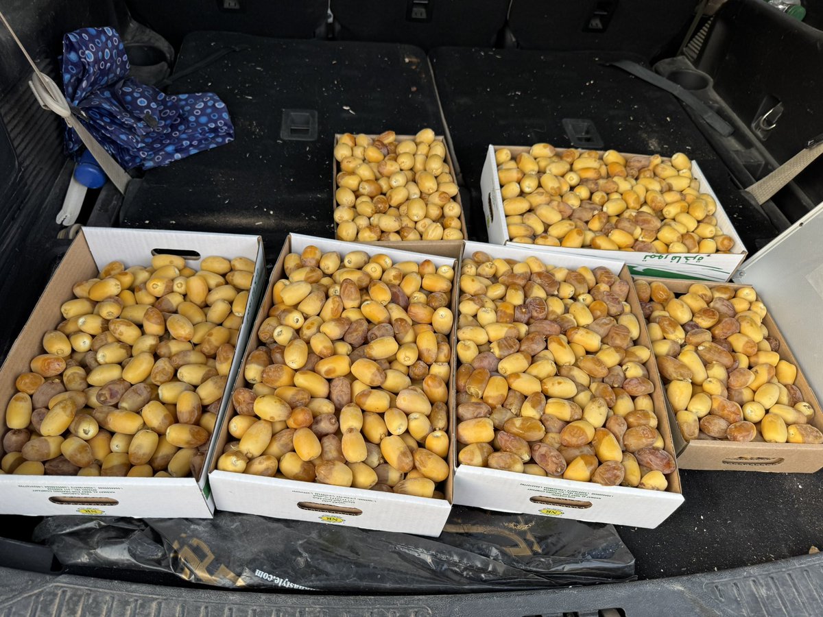 SOMAIR2012's tweet image. الله يكتب اجرك ويبارك في علمك ودعمك لمزارعي التمور. الحمدلله على طيب العطاء. هذه عينة من محصولي. خلاص الخرج.