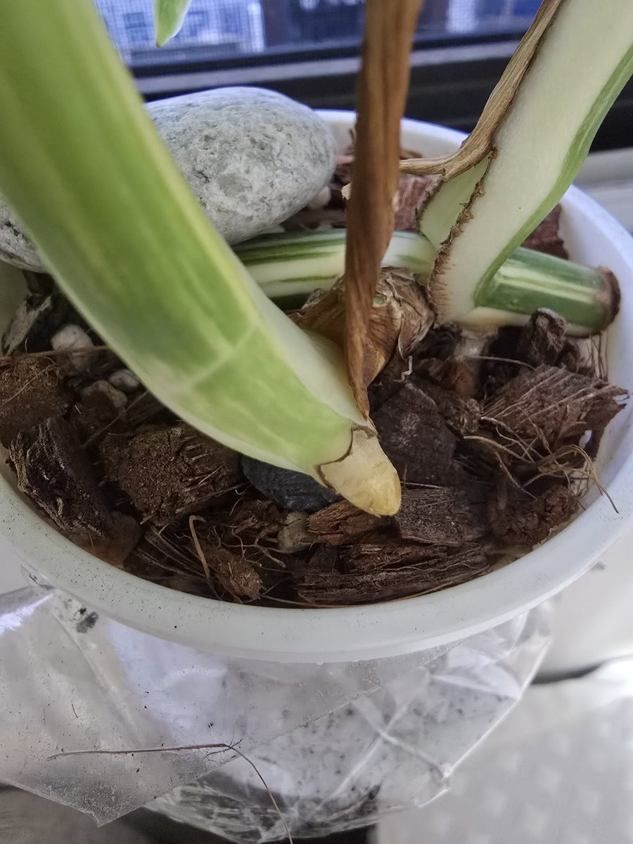 신엽인줄 알았는데 공뿌인가봐