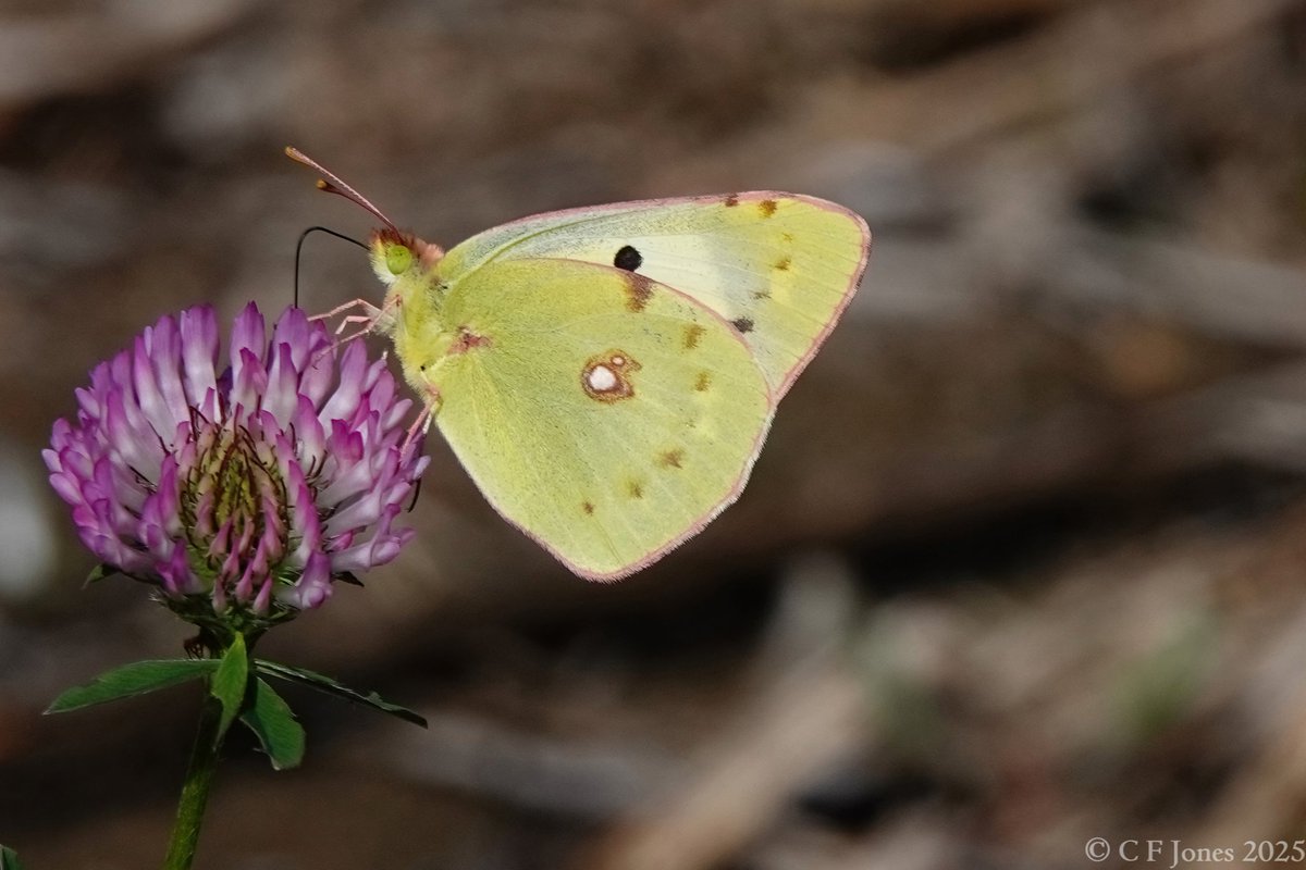 Craig Jones (@craig63jones) on Twitter photo At least 4 Clouded Yellow seen in the fields surrounding Grafton Wood, Worcs this afternoon inc a f. helice
<a href="/BC_WestMids/">West Midlands Butterfly Conservation</a> <a href="/WorcsWT/">Worcs Wildlife Trust</a> <a href="/savebutterflies/">Butterfly Conservation 🦋</a> At least 4 Clouded Yellow seen in the fields surrounding Grafton Wood, Worcs this afternoon inc a f. helice
<a href="/BC_WestMids/">West Midlands Butterfly Conservation</a> <a href="/WorcsWT/">Worcs Wildlife Trust</a> <a href="/savebutterflies/">Butterfly Conservation 🦋</a>