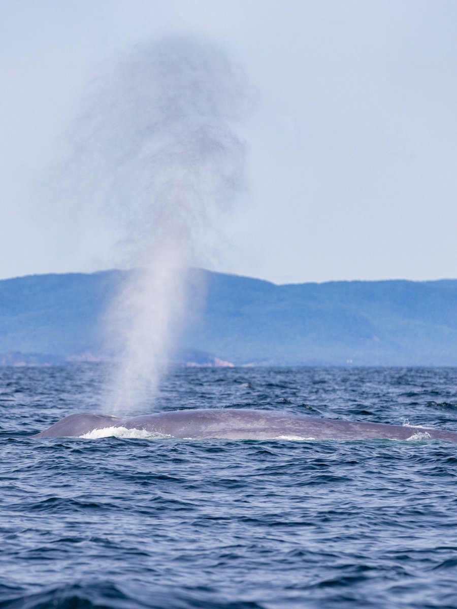 Adam Hill tweet media