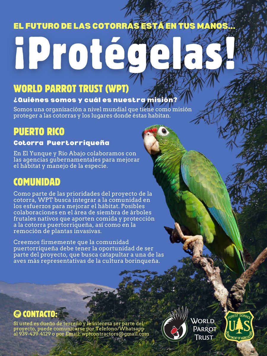 ConservationOpp's tweet image. 🦜🌱 ¡Restauramos el hábitat de la Cotorra Puertorriqueña!
¿Tienes tierras cerca del Bosque El Yunque (Luquillo/Río Grande)?
Únete al esfuerzo de reforestación y conservación. 🌳
📲 939-439-4129
📧 wptcontractors@gmail.com
🔗 parrots.org/about-wpt/prog…