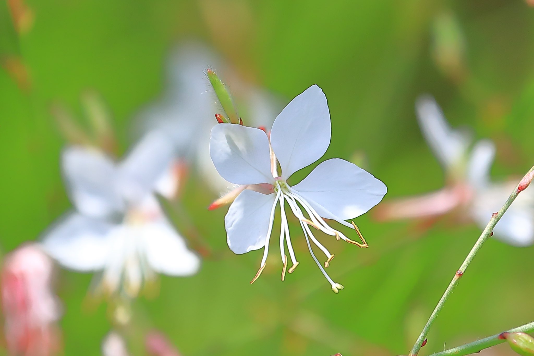 ꧁蝶よ花よ..恋桜.*ೄ ❀´-꧂ ①2月22日‼️糸魚川 真っ白な翡翠✨ 桜って不死鳥みたいでかっこいい🌸 一見優しそうな花に見える