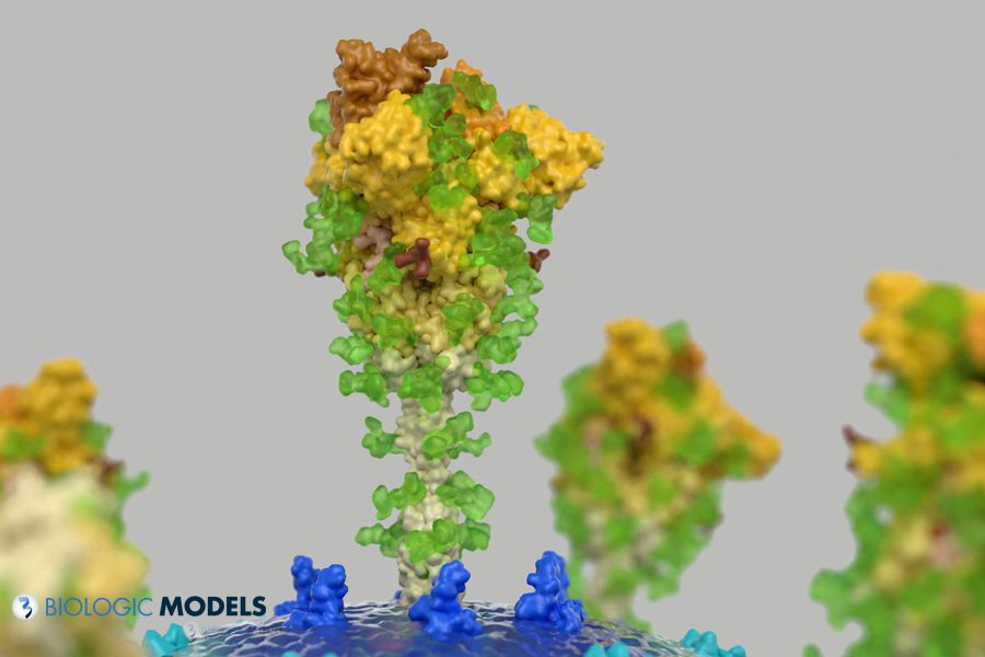BiologicModels's tweet image. Our #3Dprint of the #SARS-CoV2 Virion is used by doctors to explain the importance of blood glucose control during infections by pointing to the way sugar molecules (green) bind to the Spike protein (yellow) which hides the virus from immune detection. buff.ly/3AdFpko