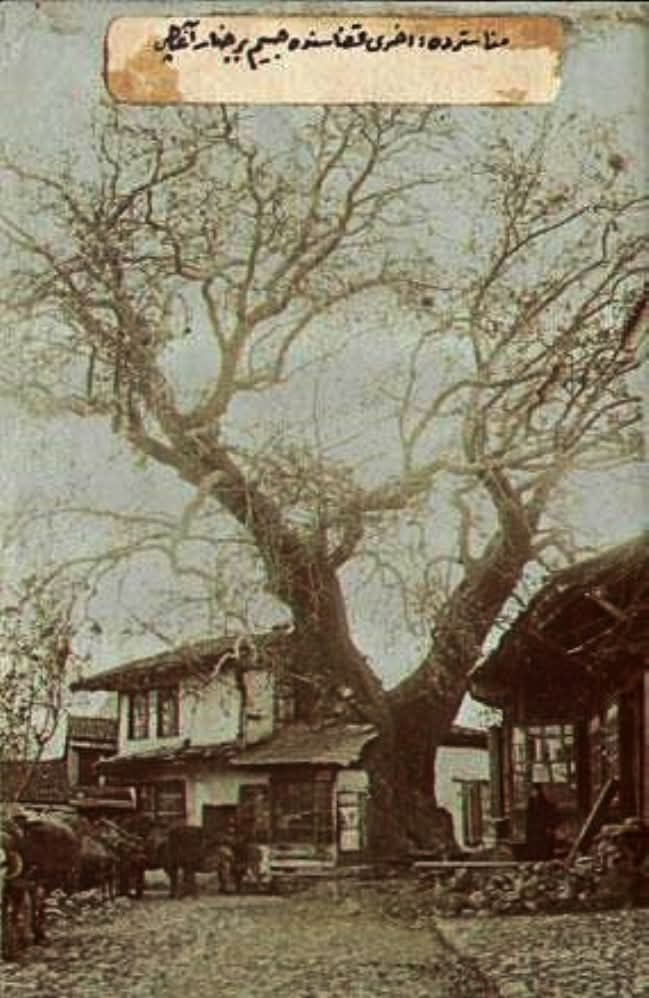 Чинарот во Охрид, пред да биде родена прабаба му на шерифот Нефи.