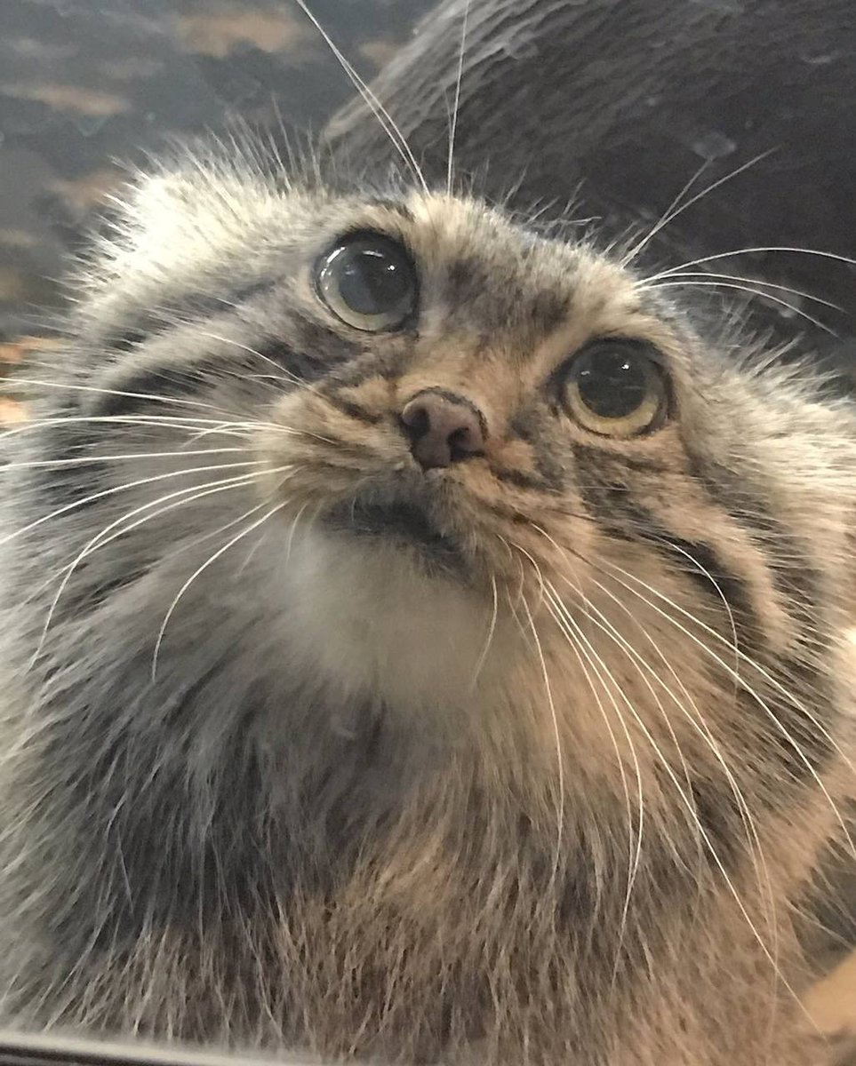 In meinem Zimmer fliegen zwei Mücken. 

Ich kriege und VERBRENNE EUCH MISTVIECHER