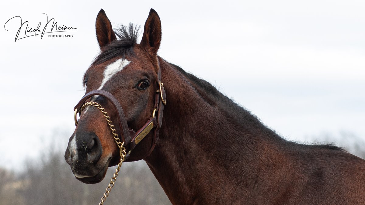 Preservationist
(Arch - Flying Dixie, by Dixieland Band)
2013 - 2025