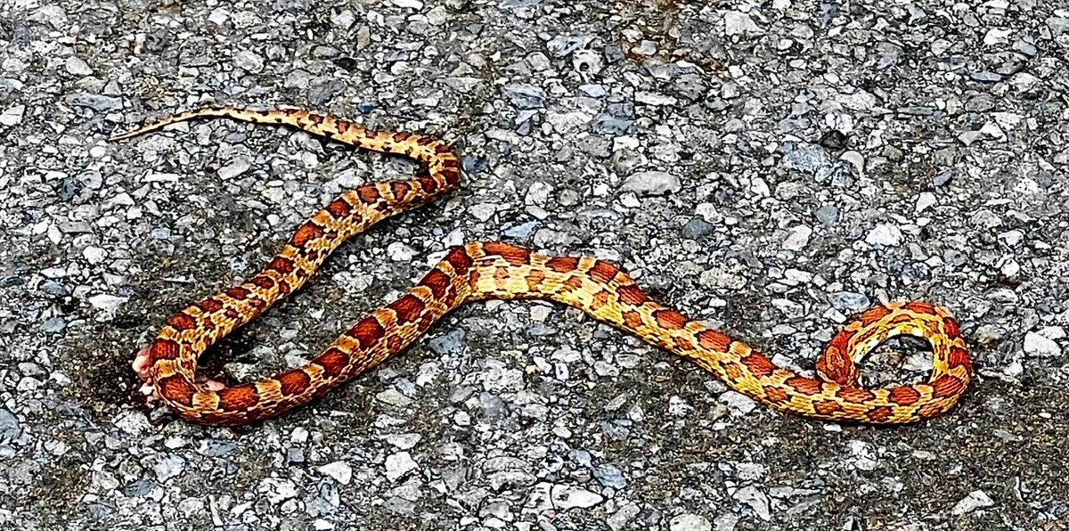 On my walk…Can you identify it? 🐍