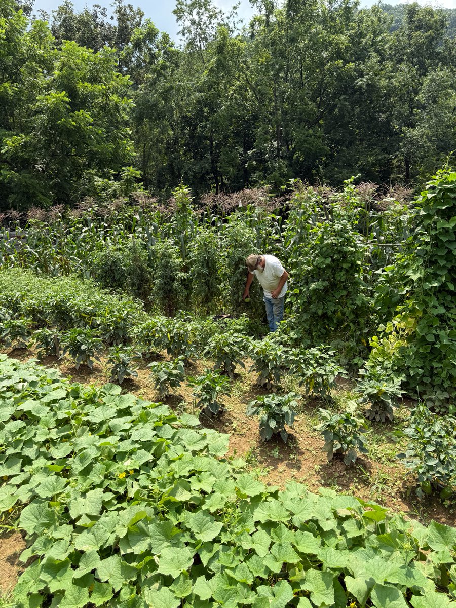 Hey Grandpa, what’s for supper?… 
A big ol' pot of Half Runner beans and some Kenny-bec taters, stuffed California Wonder sweet peppers, and fried Hungarian Wax hot peppers, cucumber and tomater salad, candy corn roastin' ears, and mama’s fresh baked zucchini bread! Yum yum!