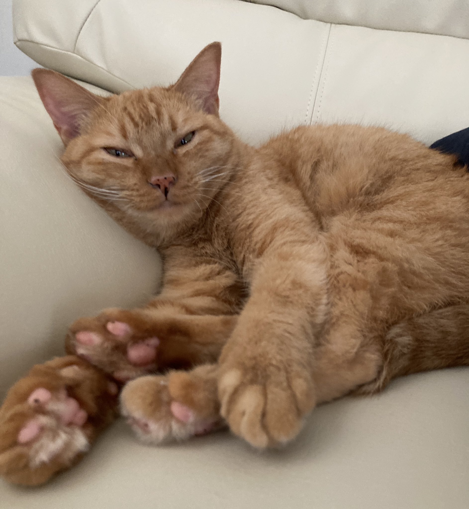 ねこずく★フォロー割引 SAORI on X: 