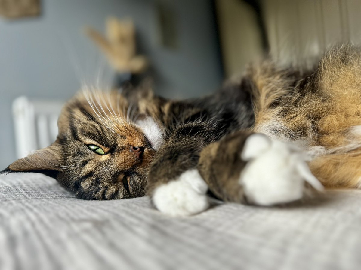 Timeline cleanse with Buzz 🩵