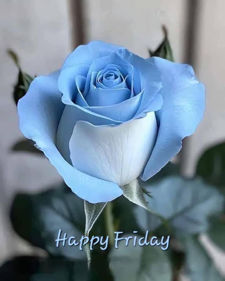 อรุณสวัสดิ์เช้าวันศุกร์ค่ะ