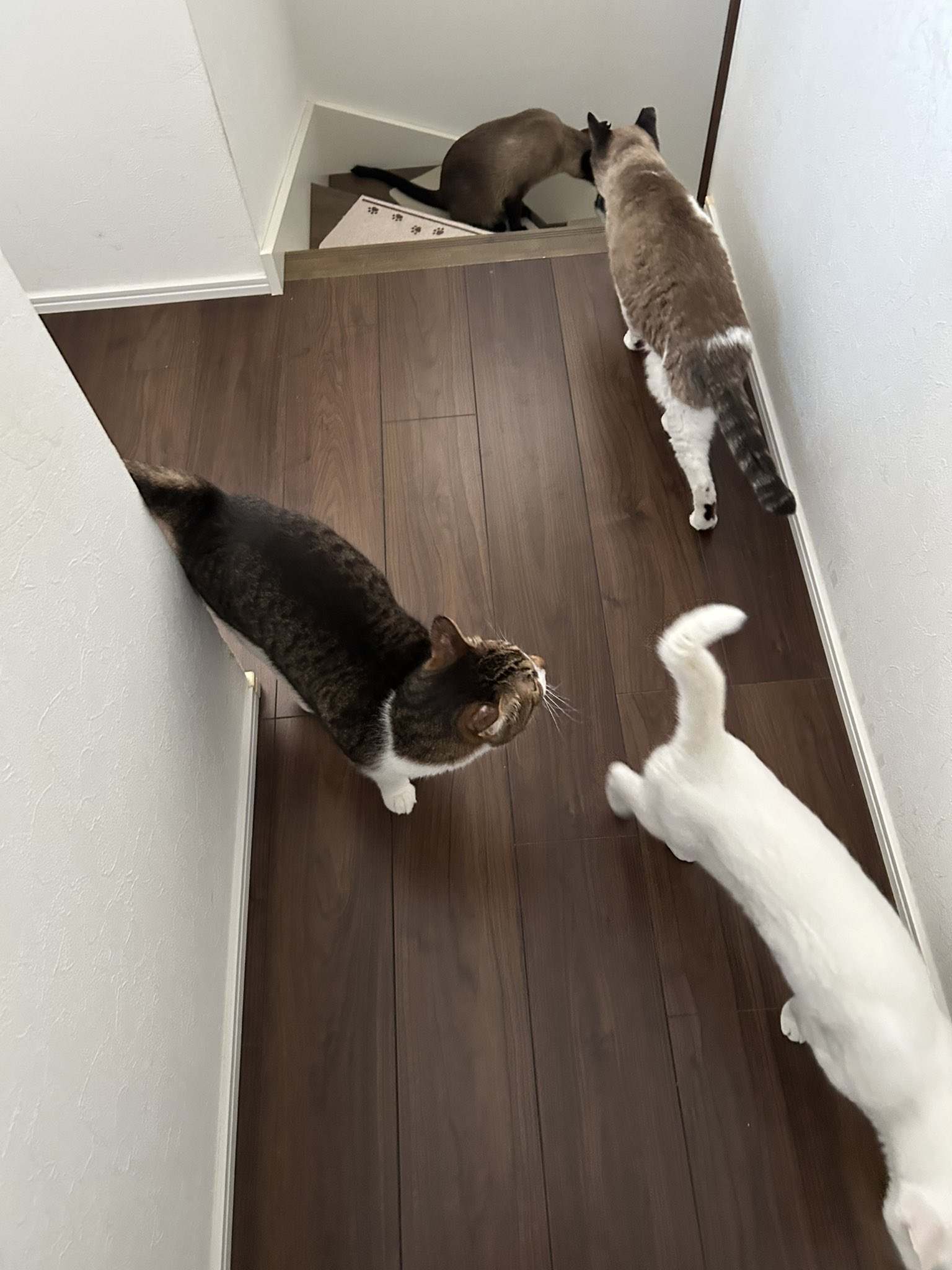 けい様　取り置き中　三毛猫ドラマー　流れ星流れるクローバー畑　Bathroom ひだまり(中部猫Lifeメンバー) on X: 