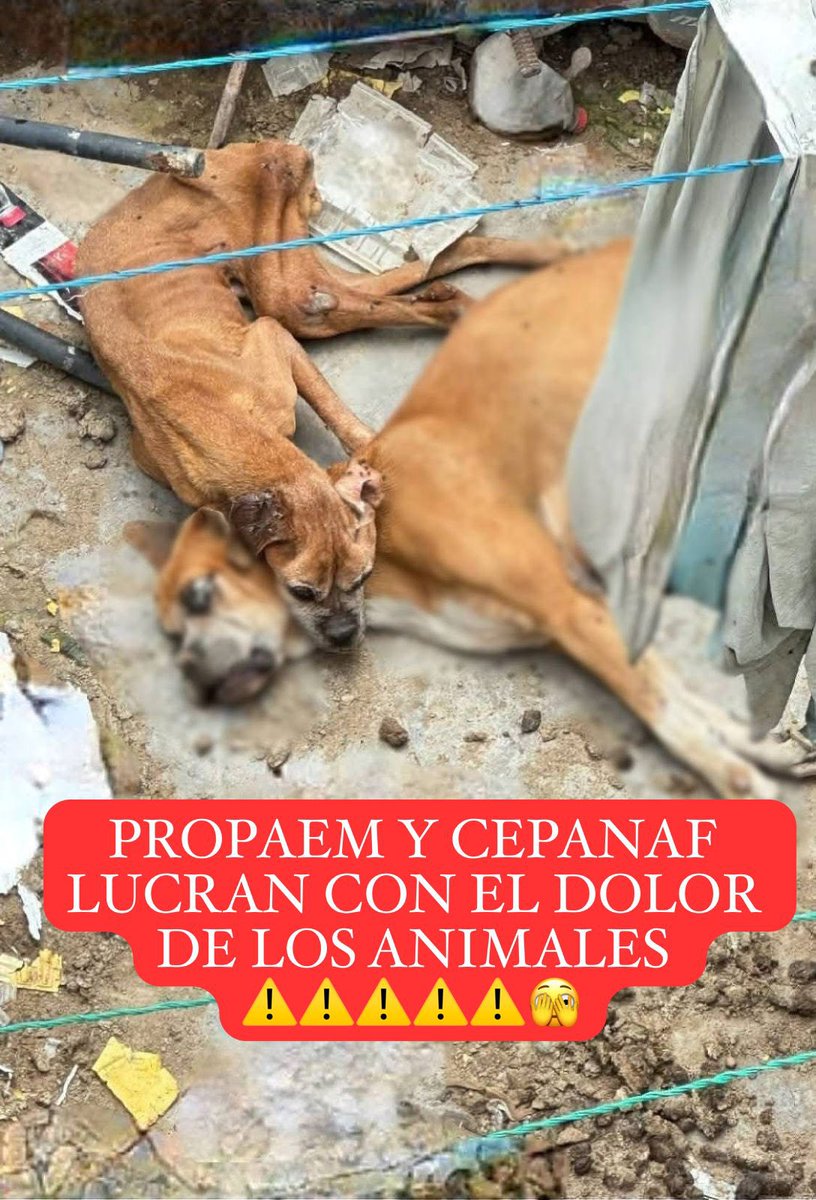 Seres Libres A.C. (@sereslibres_mx) on Twitter photo Nos indigna mucho que <a href="/CEPANAF/">CEPANAF</a> y <a href="/propaem_sma/">PROPAEM</a> del Gobierno de <a href="/delfinagomeza/">Delfina Gómez A.</a> anunciaron como suyo el rescate de los perritos en #Chalco.
Sin embargo en TV nacional salió en vivo que quienes ayudaron a estos perritos fueron <a href="/Plu2Desampara2/">Peludos Desamparados</a> y los bomberos de #Chalco ⚠️
Horas Nos indigna mucho que <a href="/CEPANAF/">CEPANAF</a> y <a href="/propaem_sma/">PROPAEM</a> del Gobierno de <a href="/delfinagomeza/">Delfina Gómez A.</a> anunciaron como suyo el rescate de los perritos en #Chalco.
Sin embargo en TV nacional salió en vivo que quienes ayudaron a estos perritos fueron <a href="/Plu2Desampara2/">Peludos Desamparados</a> y los bomberos de #Chalco ⚠️
Horas