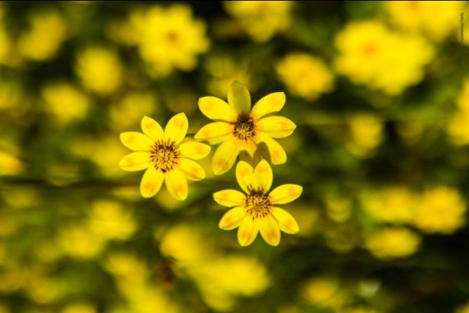 The For Ethiopia Newsletter - Summer 2025 - mailchi.mp/2c70b55f4b9a/i…