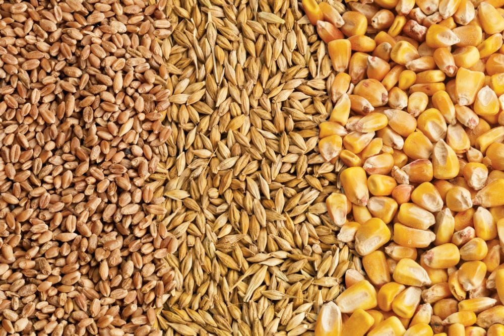 Feed Grain Weekly: Rain weakens Alberta prices, rest of Prairies remains firm. vist.ly/3zuv8