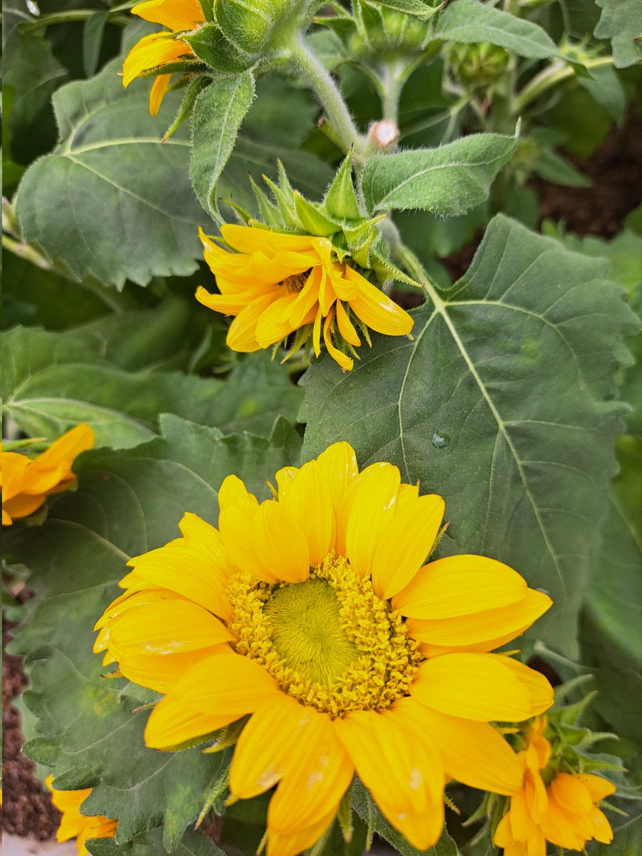 花壇の花です。