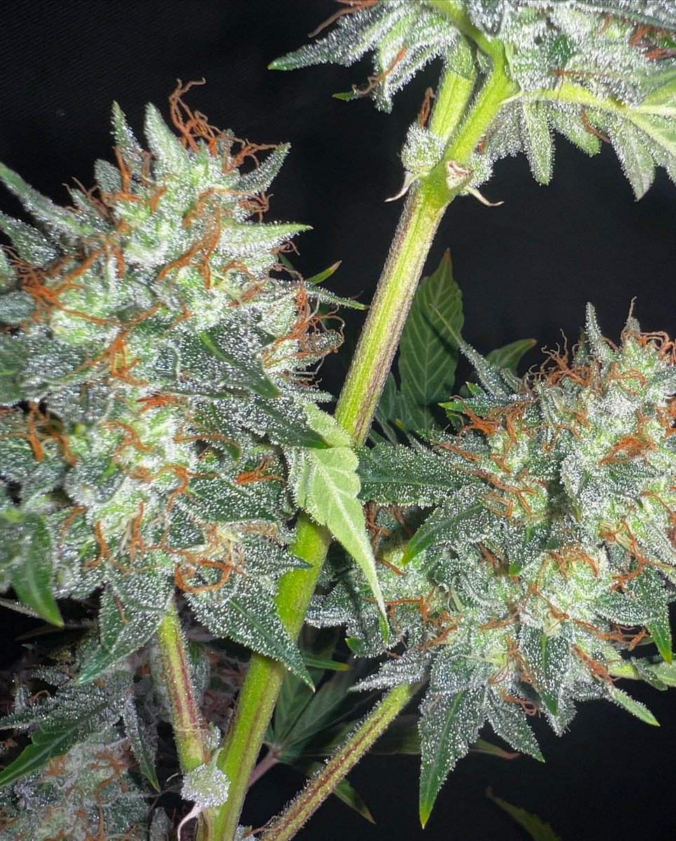 O - Gee - Cheese 🧀 

t.me/SSTR8THRAXS420