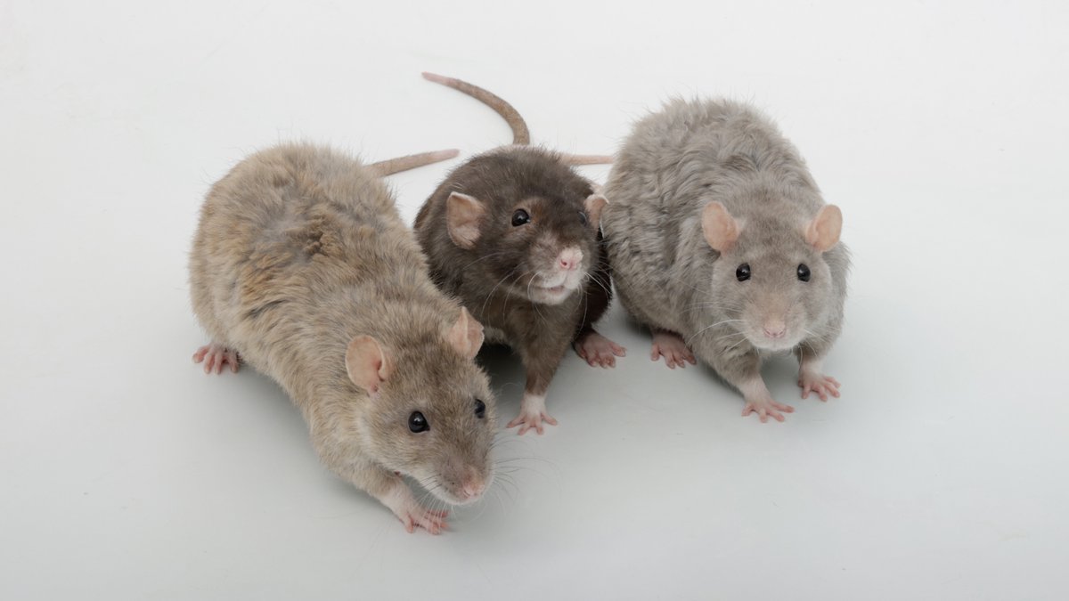 Forgot to add this photo of Coffee, Cracker, and Crumb posing together from yesterday - look how cute they are!