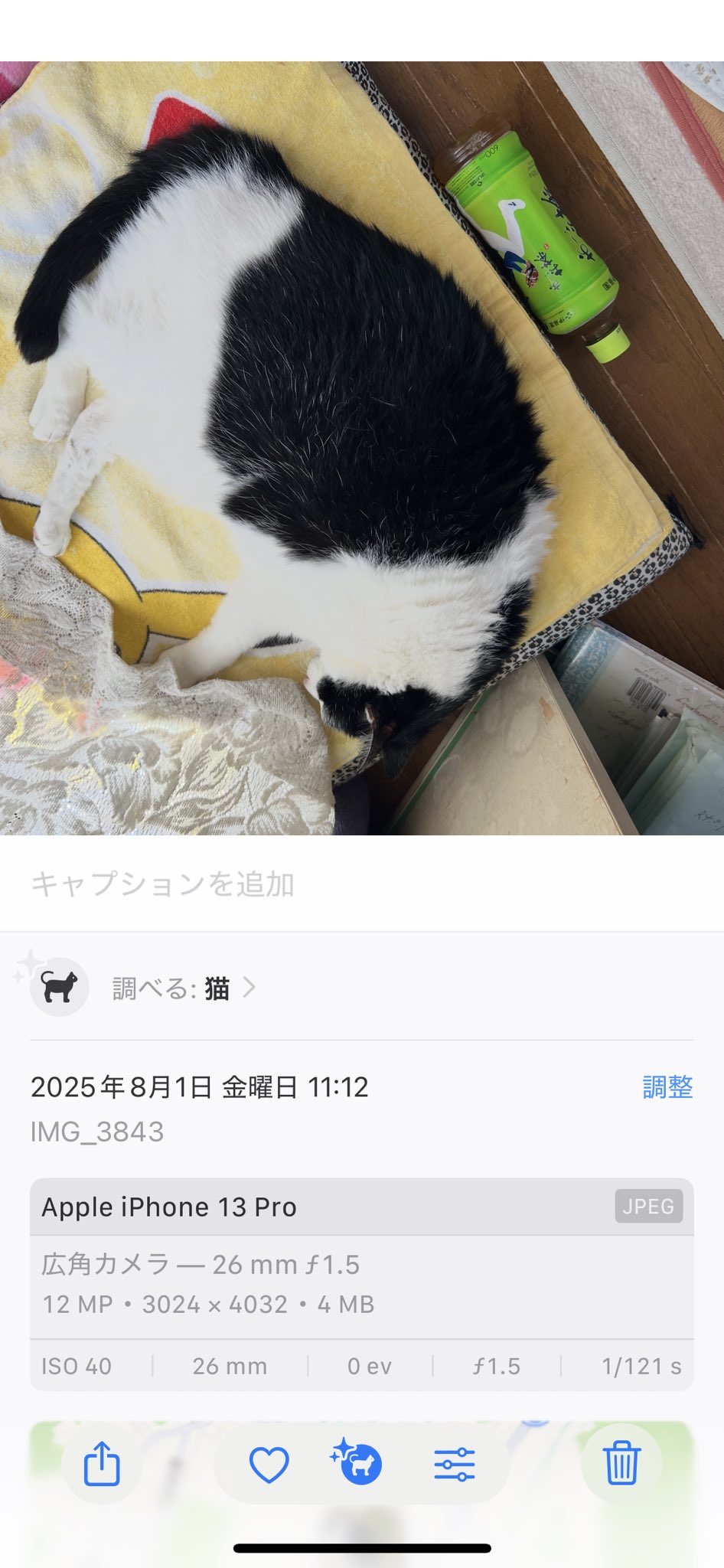 猫まっしぐら 猫まっしぐら特製ステッカー まっしぐら（ねこまっしぐら