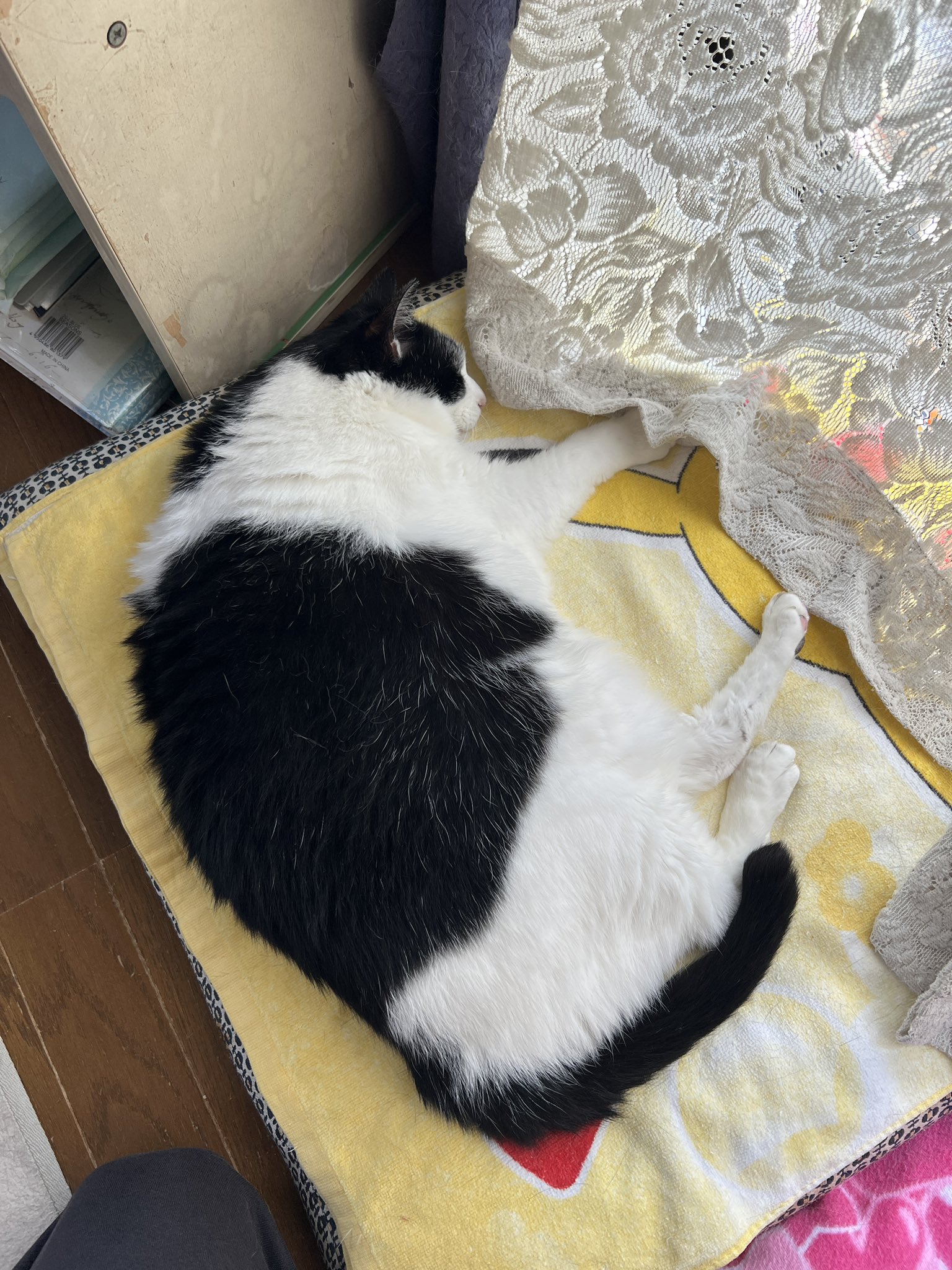 猫まっしぐら 猫まっしぐら公式 on X: 