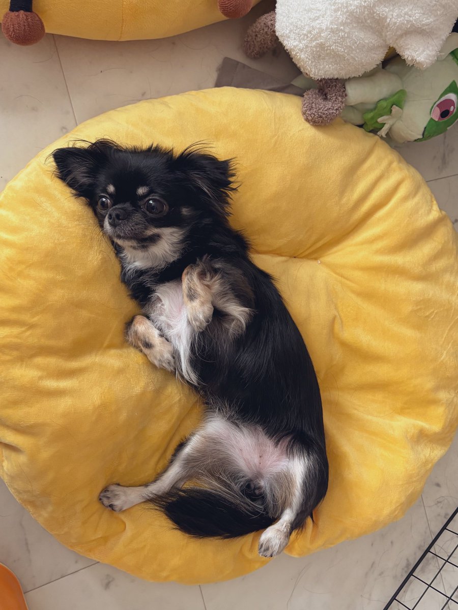 犬には労働がなくていいな