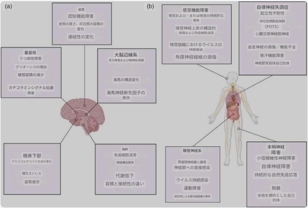 【“ただの風邪”じゃなかった：脳と免疫が壊れるロングCOVIDの神経免疫メカニズム】
🧠 総論：COVID‑19が神経と免疫の境界を揺さぶる
