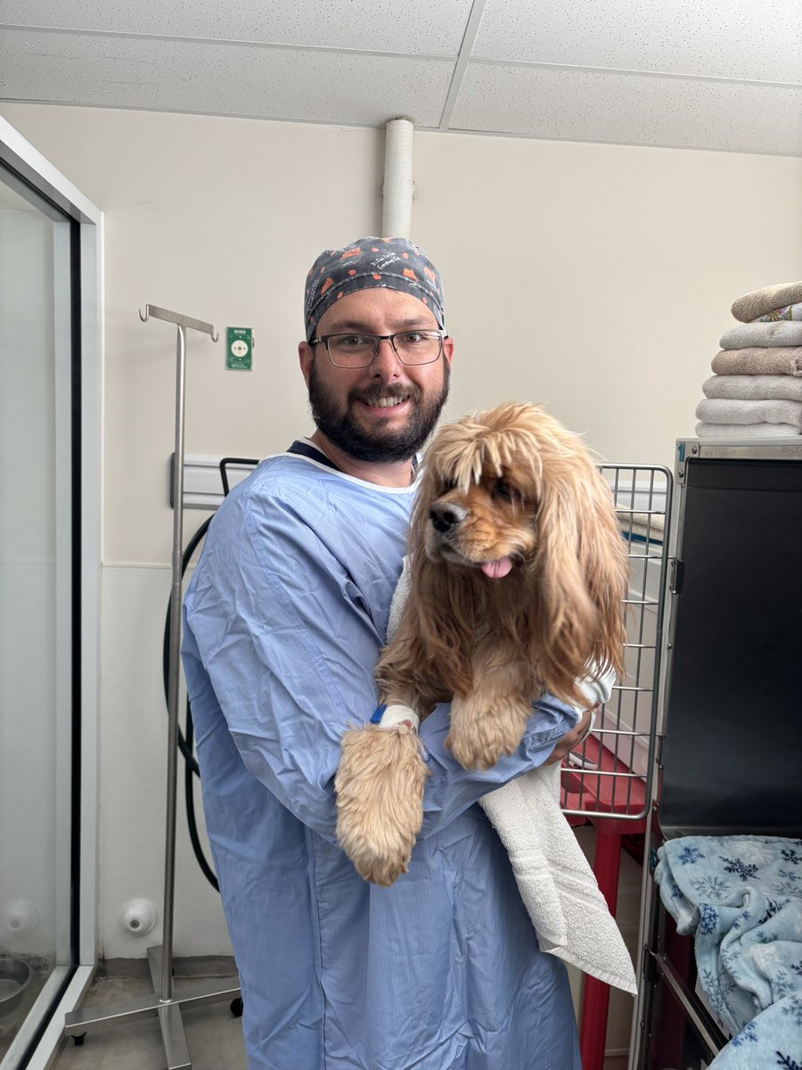 TheHerdHouse's tweet photo. 🚨
Kiefer Sutherland had immediate bilateral amputation today. His left thigh bone dislocated from the hip socket. The right is about to. He does not have enough connective tissue to keep it in place. Dr Shelley recommended amputation. Dr Mike worked his magic. Kpup did great and can stand on 2 feet! 
Welcome to team biped Kieferpup. ❤️‍🩹
