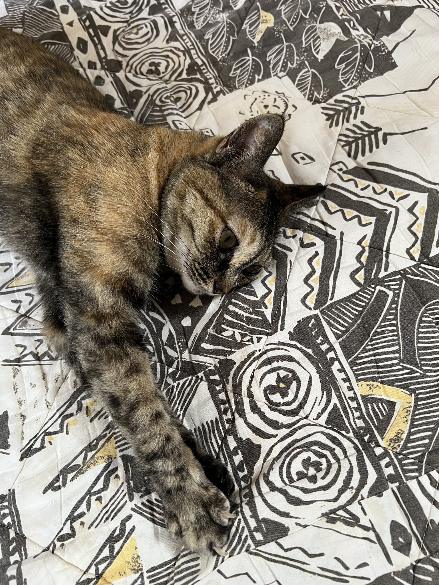 猫まっしぐら 猫まっしぐら on X: 