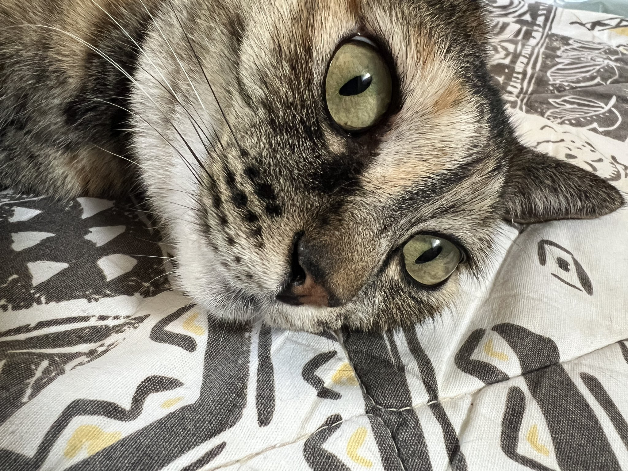猫まっしぐら 廣瀬 達也-ひろせ農園- on X: 