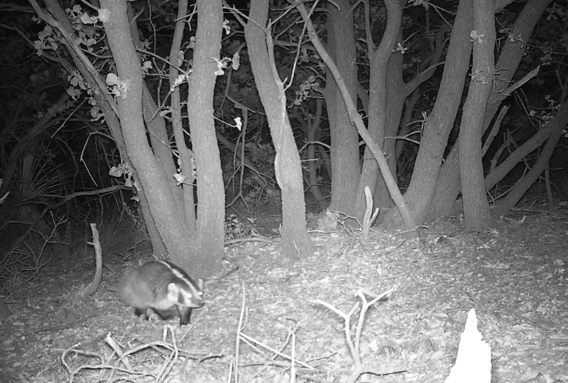 CONANP_mx's tweet image. El #Tejón (Taxidea taxus) es rechoncho y fuerte, se caracteriza por la línea blanca de su pelaje, que va desde la nariz hasta la base de la cola. 🦡

Vive en madrigueras y se alimenta de ardillas, perritos de la pradera, topos, tuzas.

#VisorDeFauna ➡️ bit.ly/3uRL0Nb 🐾