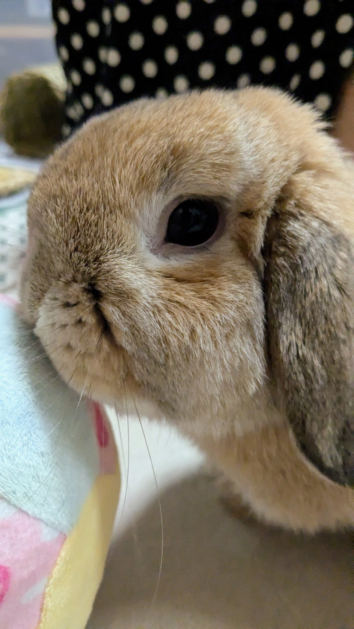 ヒノキのうさぎ様 うさぎのひのき🌳 Hinoki bunny on X: 